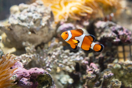 カクレクマノミとイソギンチャク