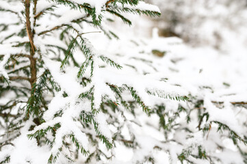 Winter background with snow fir branches. Beautiful winter pine branches covered with frost close-up