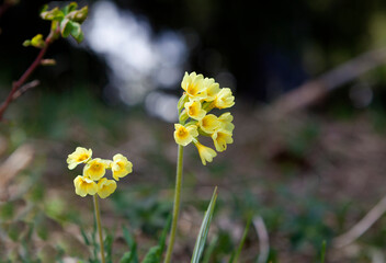Primroses on a meadow