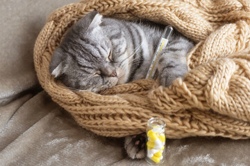 Ill gray Scottish Fold cat lies under a blanket with a thermometer. Pet disease concept, veterinary medicine.