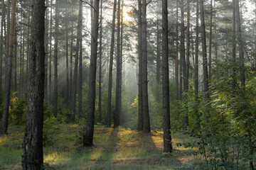  pine forest early in the morning with sunbeams