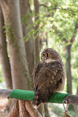 Fototapeta premium Vertical shot of an owl in the historical park of the Stone Monastery in Nuevalos