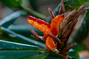 Red color seeds of garland-lily or ginger lily, selective focus