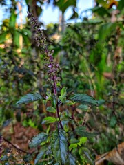 Ayurveda medicinal plant 
