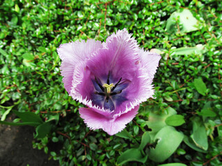 
tulip with petal edging