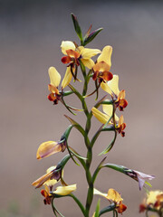 Winter Donkey Orchid (Diuris brumalis), Perth, Australia