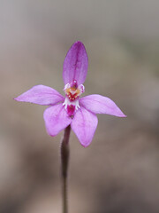 Caladenia reptans - Dwarf Pink Fairy Orchid, Perth, Western Australia