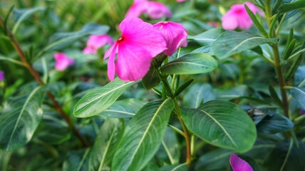 Fototapeta premium pink flower in the garden
