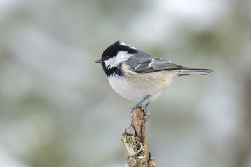 Blue tit in the tree