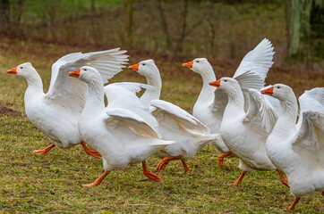 white geese on the farm