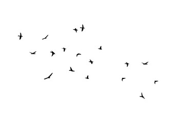 Flock of flying birds isolated on white background.