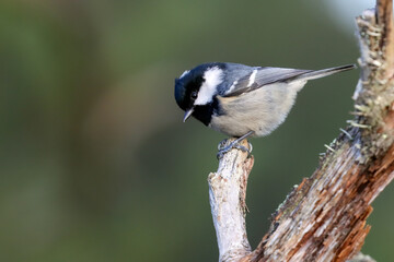 Blue tit in the tree
