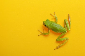 Deurstickers Green tree frog © Alekss