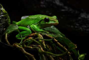 Chinese Flying Frog - Zhangixalus dennysi, beautiful green frog from East Asian forests, China.