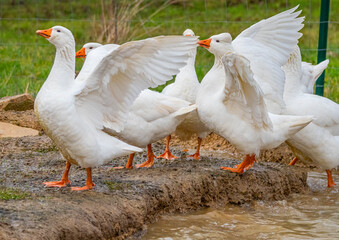 white geese on the farm