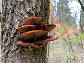 Toadstool mushrooms on a tree stump in an autumn deciduous forest. A dangerous parasitic fungus...