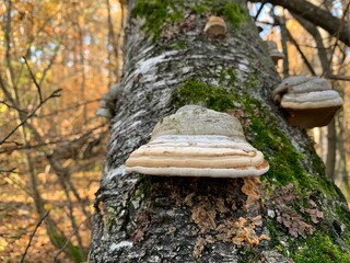 Toadstool mushrooms on a tree stump in an autumn deciduous forest. A dangerous parasitic fungus...