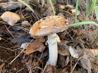 Toadstools grow in the autumn deciduous forest. A dangerous poisonous mushroom grows in the park....