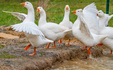 white geese on the farm