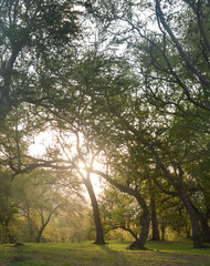 Fototapeta premium morning in the forest