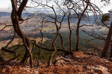 gnarled trees with rocks and wide view in the mountains