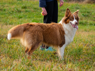 young australian shepherd dog and a girl - dog training with ball