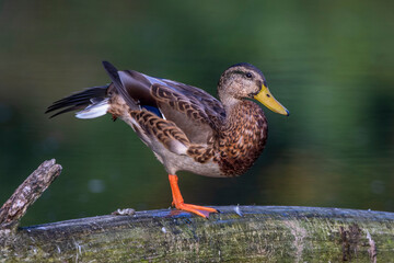 Stockente (Anas platyrhynchos) Erpel im Schlichtgefieder