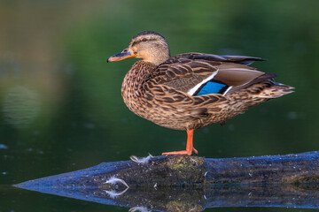 Stockente (Anas platyrhynchos) Weibchen