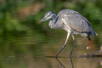 Graureiher (Ardea cinerea)