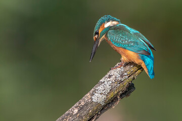Eisvogel (Alcedo atthis) Jungvogel