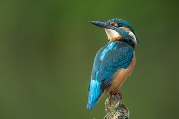 Eisvogel (Alcedo atthis) Jungvogel