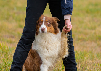 young australian shepherd dog and a girl - dog training