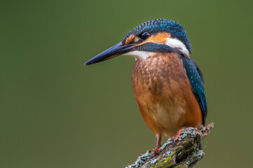Eisvogel (Alcedo atthis) Jungvogel