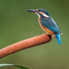 Eisvogel (Alcedo atthis) Jungvogel