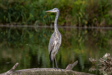 Graureiher (Ardea cinerea) Jungvogel