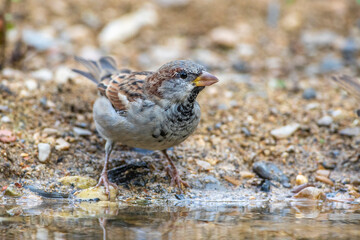 Haussperling (Passer domesticus) Männchen