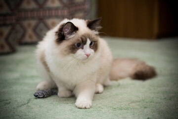 Young beautiful purebred Ragdoll cat at home