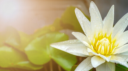 Beautiful white lotus flower with green leaves in the morning light.                               