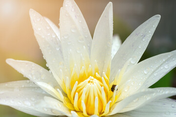 Fototapeta premium Beautiful white lotus flower with bee in the morning light. 