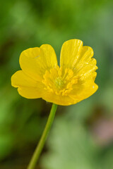 Fototapeta premium wild herb with yellow flower meadow buttercup ranunculus acris on the meadow 