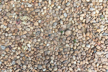 background texture of pebbles stone with sand and small green plant