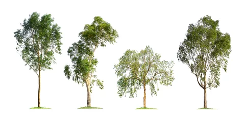 Fensteraufkleber Eucalyptus tree isolated on white background © Nattawut
