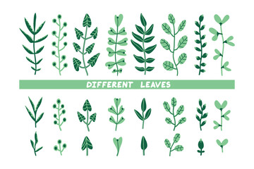 Fototapeta na wymiar Different leaves illustration set. Collection of hand-drawn plants. Bundle of branches