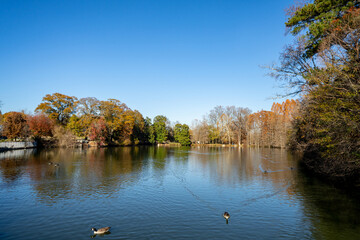 Obraz premium Ducks in the pond Piedmont Park Atlanta GA USA