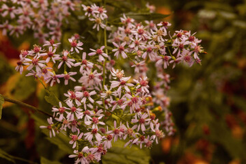 pink and white flowers