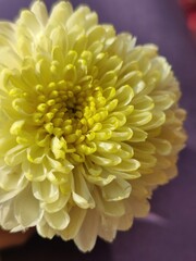 yellow chrysanthemum flower