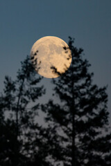 Full Moon rising over coniferous forest with European spruce (Picea abies), Hesse, Germany