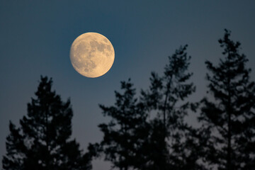 Fototapeta na wymiar Full Moon rising over coniferous forest with European spruce (Picea abies), Hesse, Germany