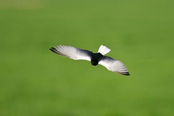 White-winged tern (Chlidonias leucopterus) adult in breeding plumage flying, Brandenburg, Germany