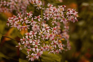 pink and white flowers